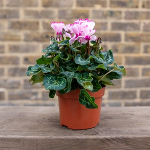 Cyclamen persicum ‘Victoria Pink’ (Pot Size 10.5cm) - image 1