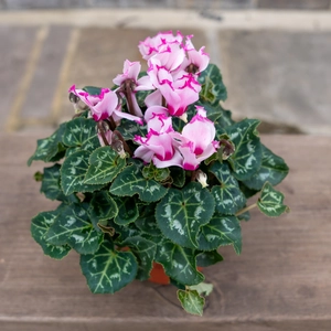 Cyclamen persicum ‘Victoria Pink’ (Pot Size 10.5cm) - image 2