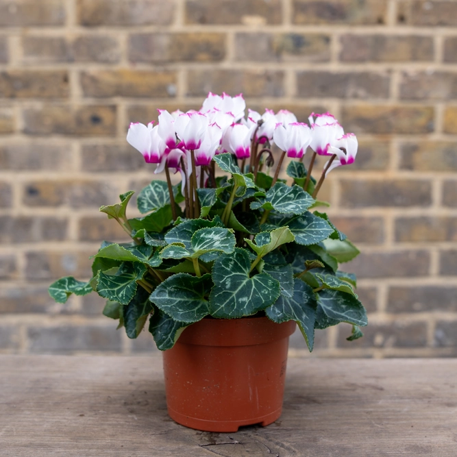 Cyclamen persicum ‘Victoria White’ (Pot Size 10.5cm) - image 1