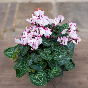 Cyclamen persicum ‘Victoria White’ (Pot Size 10.5cm) - image 2