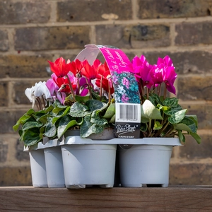 Cyclamen ‘Verano’ 6-pack - Mixed Colours - image 1