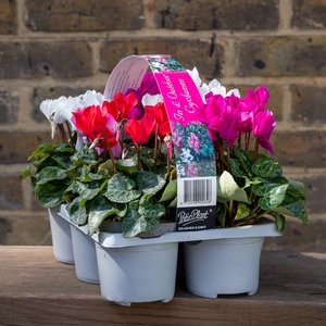 Cyclamen ‘Verano’ 6-pack - Mixed Colours - image 2