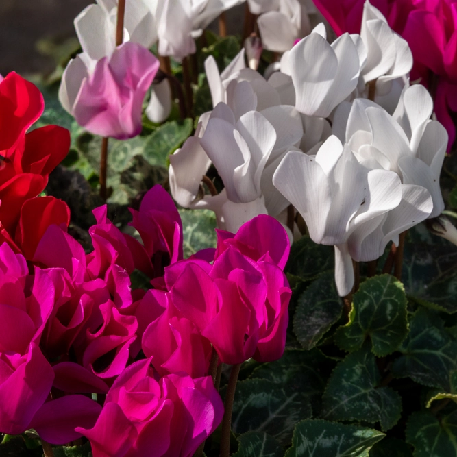 Cyclamen ‘Verano’ 6-pack - Mixed Colours - image 5