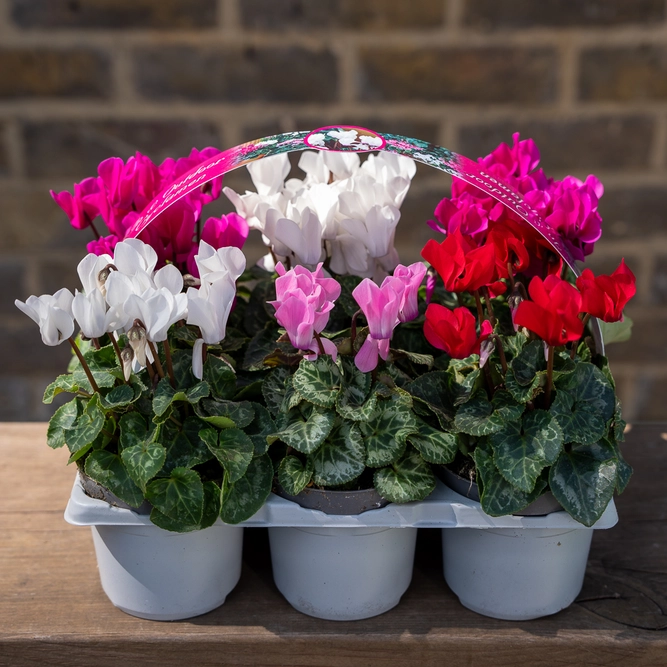 Cyclamen ‘Verano’ 6-pack - Mixed Colours - image 4