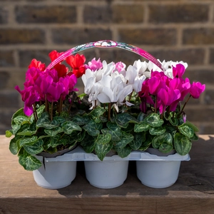 Cyclamen ‘Verano’ 6-pack - Mixed Colours - image 3