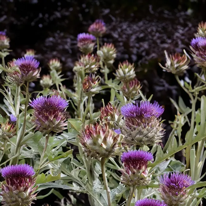 Cynara scolymus (Pot Size 3L) Globe Artichoke - image 1