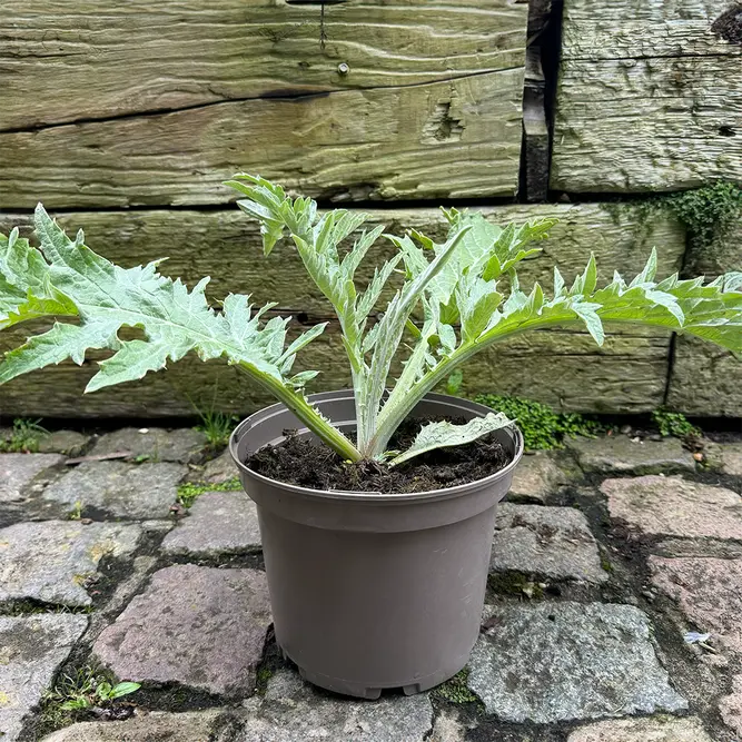 Cynara scolymus (Pot Size 3L) Globe Artichoke - image 2