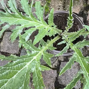 Cynara scolymus (Pot Size 3L) Globe Artichoke - image 3