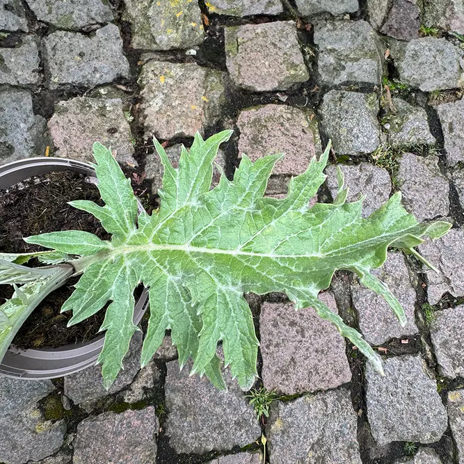 Cynara scolymus (Pot Size 3L) Globe Artichoke - image 4