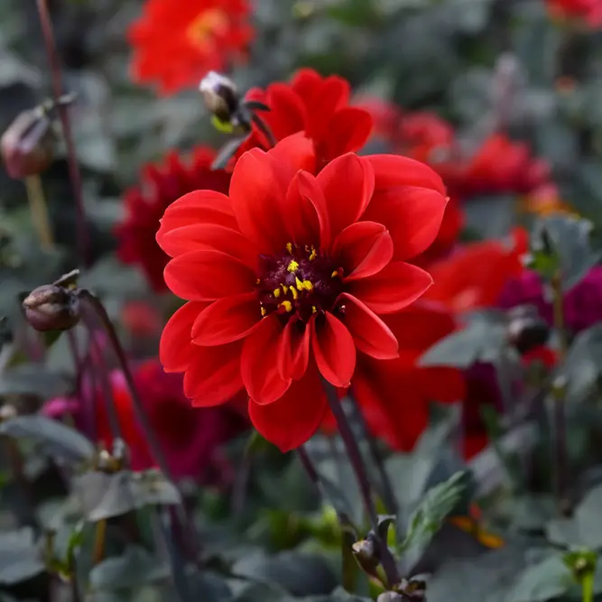 Dahlia 'Bishop of Llandaff' (Pot Size 2L)