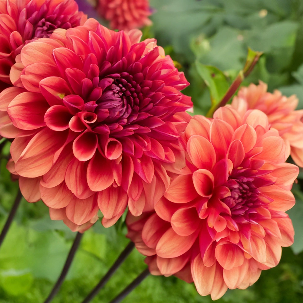 Dahlia 'Copper Boy' (Pot Size 3L) - The Boma Garden Centre