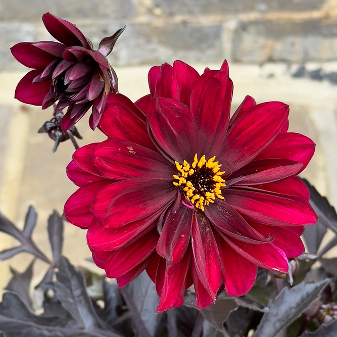 Dahlia 'Dark Aruna' (Pot Size 3L) - image 1