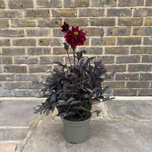 Dahlia 'Dark Aruna' (Pot Size 3L) - image 2