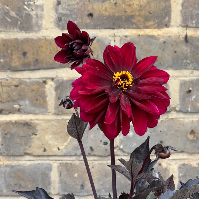 Dahlia 'Dark Aruna' (Pot Size 3L) - image 3