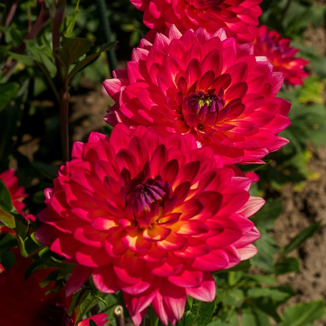 Dahlia 'Garden Wonder' (Pot Size 3L) - image 1