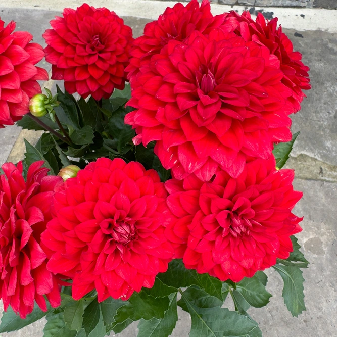 Dahlia Gardenetta 'Bright Red' (Pot Size 2L) - image 1