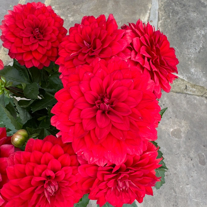 Dahlia Gardenetta 'Bright Red' (Pot Size 2L) - image 2