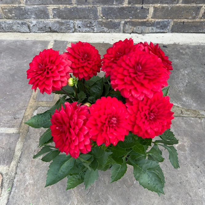 Dahlia Gardenetta 'Bright Red' (Pot Size 2L) - image 3