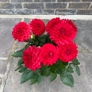 Dahlia Gardenetta 'Bright Red' (Pot Size 2L) - image 3