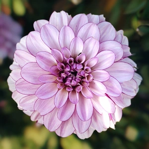 Dahlia 'Genova' (Pot Size 3L) - image 1