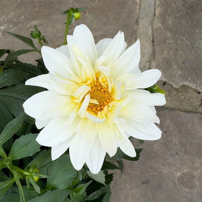 Dahlia Grandalia White (Pot Size 3L) - image 1