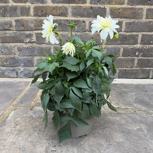 Dahlia Grandalia White (Pot Size 3L) - image 2