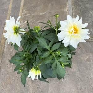 Dahlia Grandalia White (Pot Size 3L) - image 3