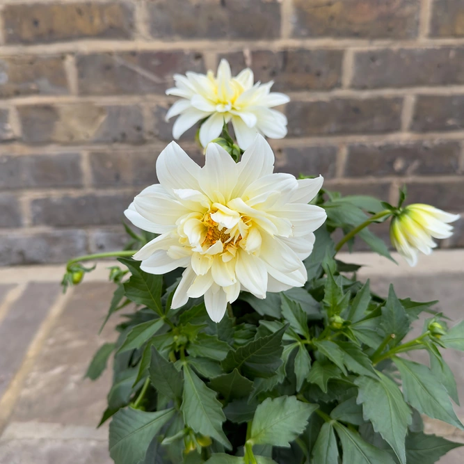 Dahlia Grandalia White (Pot Size 3L) - image 4