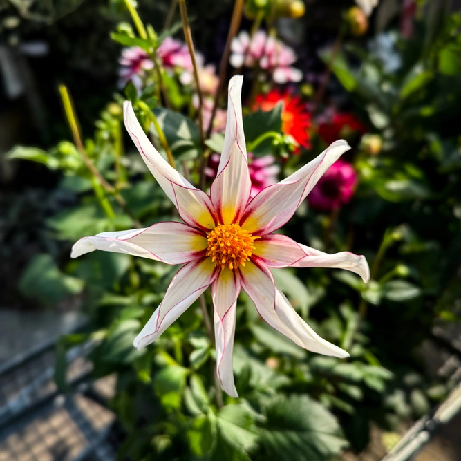 Dahlia 'Honka Fragile' (Pot Size 3L) - image 1