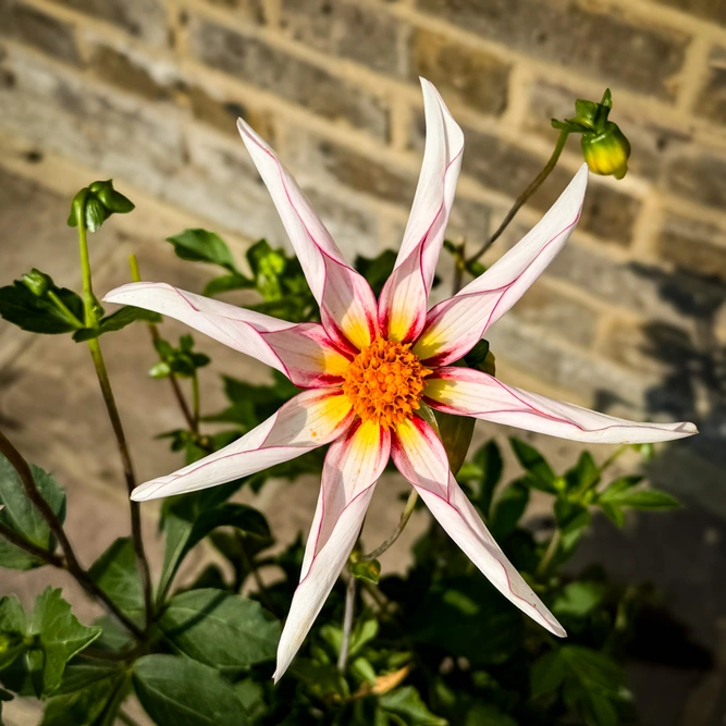 Dahlia 'Honka Fragile' (Pot Size 3L) - image 2