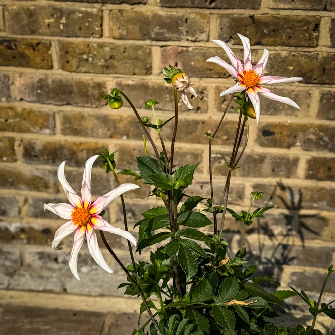 Dahlia 'Honka Fragile' (Pot Size 3L) - image 3