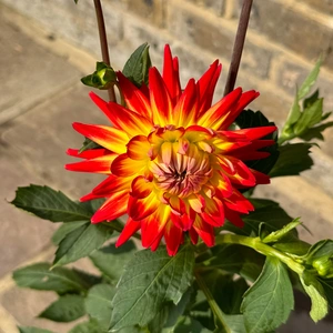 Dahlia 'Karma Bon Bini' (Pot Size 3L) - image 1