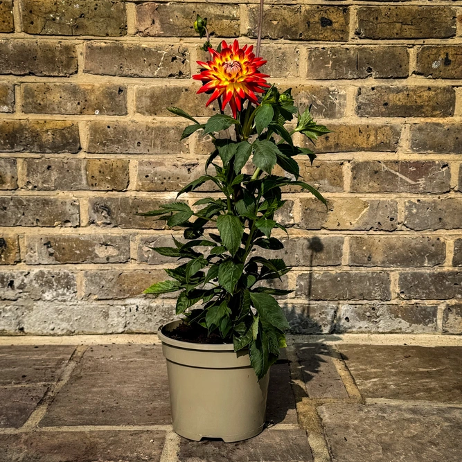 Dahlia 'Karma Bon Bini' (Pot Size 3L) - image 2