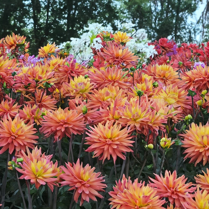 Dahlia 'Karma Corona' (Pot Size 3L) - image 1