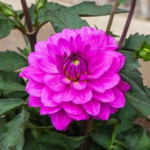 Dahlia Karma Lagoon flower