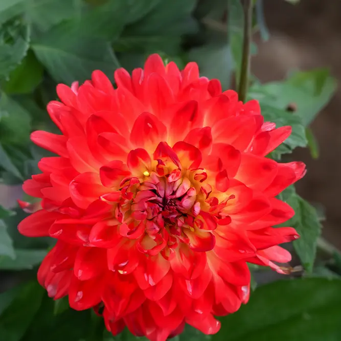 Dahlia Labella® Maggiore 'Fun Flame' (Pot Size 19cm)