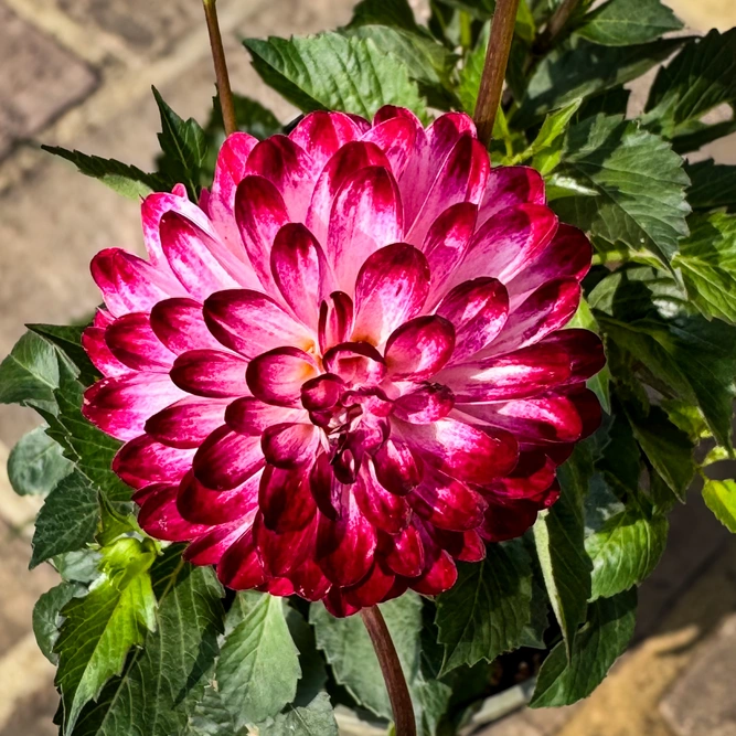 Dahlia 'Little Robert' (Pot Size 3L) - image 1