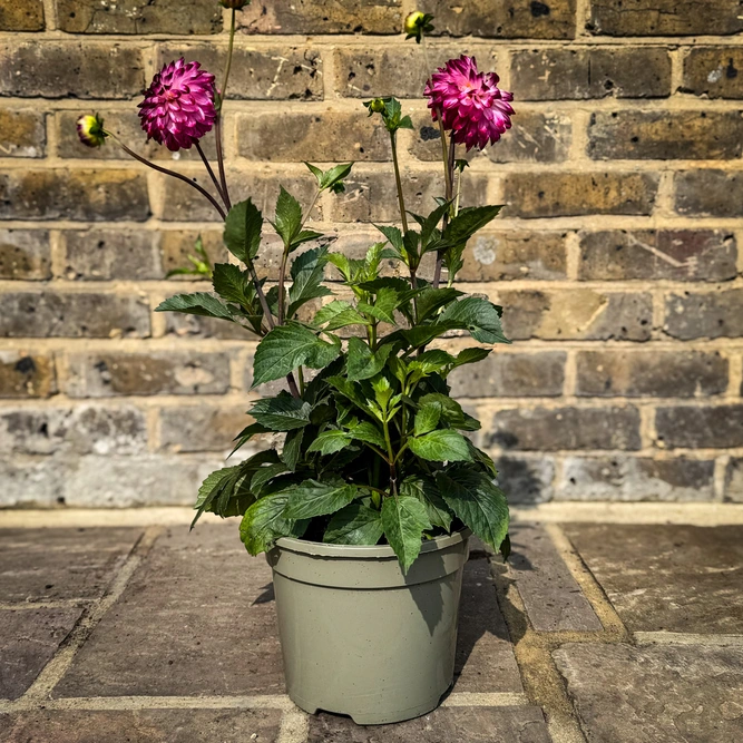 Dahlia 'Little Robert' (Pot Size 3L) - image 2