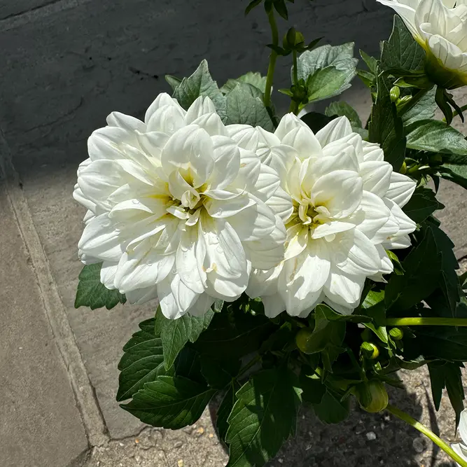 Dahlia 'Maggiore' White (Pot Size 19cm) - image 1