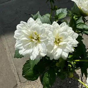 Dahlia 'Maggiore' White (Pot Size 19cm) - image 1