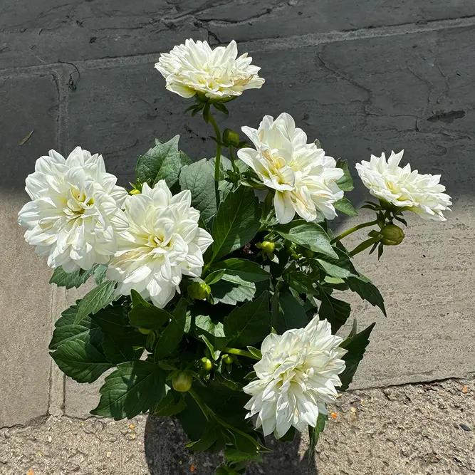 Dahlia 'Maggiore' White (Pot Size 19cm) - image 2