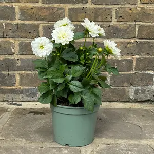 Dahlia 'Maggiore' White (Pot Size 19cm) - image 3