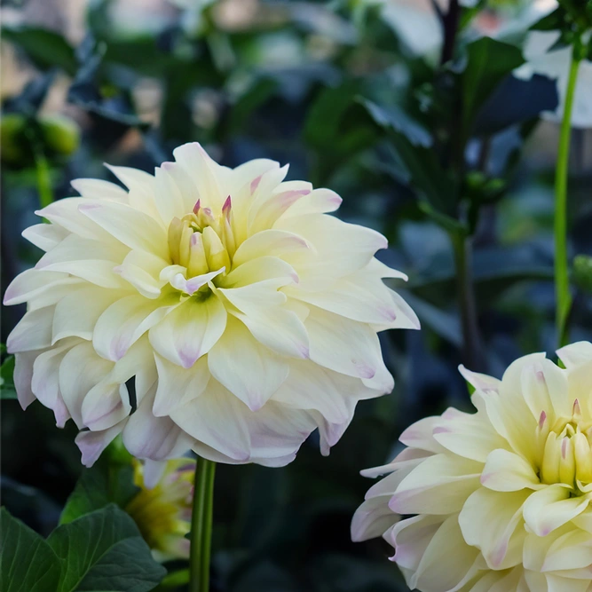 Dahlia Melody Blush (Pot Size 3L)