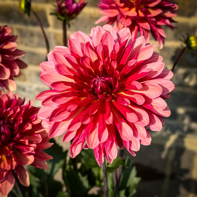 Dahlia 'Misses Dutch' (Pot Size 3L) - image 1