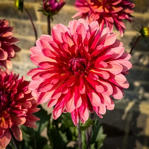 Dahlia 'Misses Dutch' (Pot Size 3L) - image 1