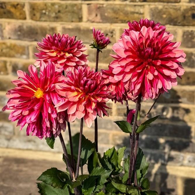 Dahlia 'Misses Dutch' (Pot Size 3L) - image 2