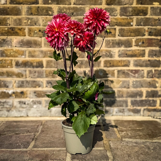 Dahlia 'Misses Dutch' (Pot Size 3L) - image 3