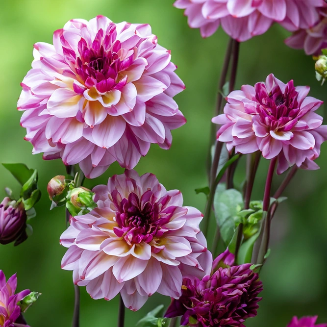 Dahlia 'Muchacha' (Pot Size 3L) - image 1