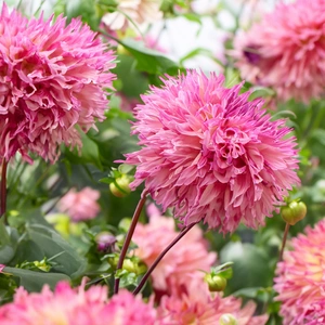 Dahlia 'Myrtles Folly' (Pot Size 3L) - image 1