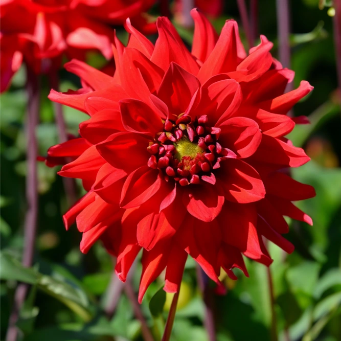 Dahlia 'Red Pygmy' (Pot Size 3L)